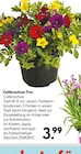 Calibrachoa-Trio im Hellweg Prospekt Calibrachoa-Trio im aktuellen Hellweg Prospekt für 3,99 €