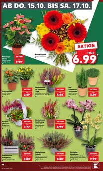Blumen im Kaufland Prospekt "Hier bin ich richtig" mit 80 Seiten (Bremen)