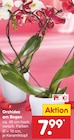 Orchidee am Bogen bei Netto Marken-Discount im Attendorn Prospekt für 7,99 €