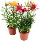 Hortensie im Angebot bei REWE in Stuttgart Hortensie Angebote bei REWE Stuttgart für 3,79 €