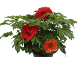 Aktuelle Hibiskus Angebote bei OBI in Nürnberg Aktuelles Staudenhibiskus Angebot bei OBI in Nürnberg ab 19,99 €