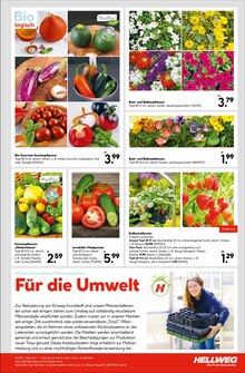 Sträucher im Hellweg Prospekt "Die Profi-Baumärkte" mit 24 Seiten (Bonn)