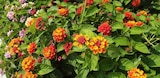 Jardiland Châtellerault - Promo Lantana Promo Lantana à 14,99 € dans le catalogue Jardiland à Châtellerault