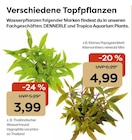 Kleines Papageienblatt Alternanthera reineckii Mini Angebote von DENNERLE bei Garten-Center Nordharz GmbH & Co. KG Gifhorn für 3,99 €