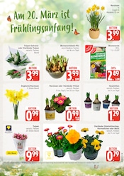 Pflanzen im EDEKA Prospekt in Lüneburg Aktueller EDEKA Prospekt mit Pflanzen, "Top Angebote", Seite 5