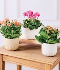 Plante fleurie en promo chez Hyper U Le Grand-Quevilly à 6,99 €