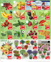 Topf im Kaufland Prospekt in Neuwied Aktueller Kaufland Prospekt mit Topf, "Aktuelle Angebote", Seite 10