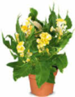 Celosia Hahnenkamm Angebote bei Netto Marken-Discount Saarbrücken für 2,99 €