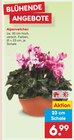 Aktuelles Alpenveilchen Angebot bei Netto Marken-Discount in Nürnberg ab 6,99 €