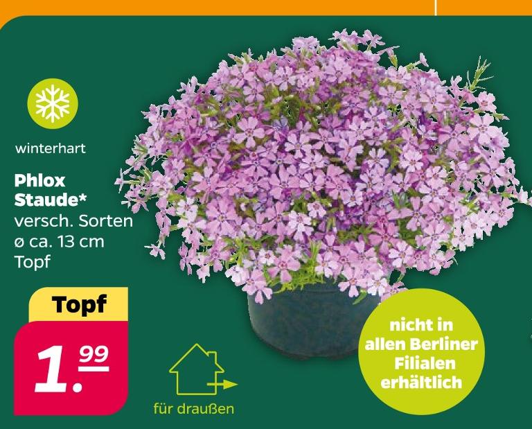 Phlox Staude