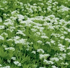 Bio-Kräuter im aktuellen toom Baumarkt Prospekt