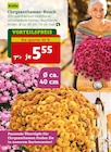 Chrysanthemen-Busch von Kölle im aktuellen Pflanzen Kölle Prospekt für 5,55 €