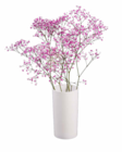 Aktuelles Schleierkraut (Gypsophila) Angebot bei Lidl in Mannheim ab 1,99 €