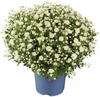 Gros chrysanthème en promo chez Lidl Villejuif à 3,99 €