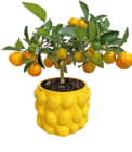 Citrus-Stämmchen im Keramikübertopf im Kaufland Prospekt Citrus-Stämmchen im Keramikübertopf im aktuellen Kaufland Prospekt für 17,99 €