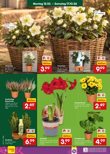 Zimmerpflanzen im aktuellen Netto Marken-Discount Prospekt (Düsseldorf) Zimmerpflanzen im Netto Marken-Discount Prospekt "Aktuelle Angebote" mit 71 Seiten (Düsseldorf)