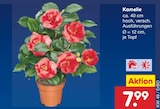 Kamelie Angebote bei Netto Marken-Discount Erfurt für 7,99 €
