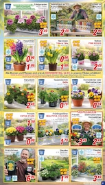 Aktueller CENTERSHOP Prospekt mit Stiefmütterchen, "Da geht was.", Seite 5