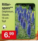 Rittersporn Angebote bei Zimmermann Lingen für 6,99 €