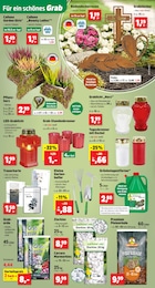 Deko Angebot & Preis im aktuellen Thomas Philipps Prospekt Deko Angebot im aktuellen Thomas Philipps Prospekt auf Seite 6