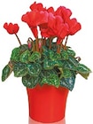 Cyclamen „Alpenveilchen“ für 3,99 € bei Netto mit dem Scottie im Angebot Cyclamen „Alpenveilchen“ im aktuellen Netto mit dem Scottie Prospekt