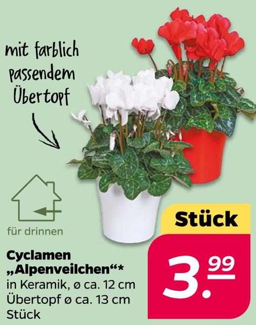 Cyclamen „Alpenveilchen“