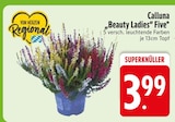 Zimmerpflanzen im EDEKA Prospekt Beauty Ladies” Five von Calluna im aktuellen EDEKA Prospekt für 3,99 €
