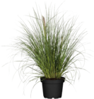 Globus-Baumarkt Schwäbisch Hall - Pampasgras (Cortaderia selloana) Angebot im Prospekt Pampasgras (Cortaderia selloana) bei Globus-Baumarkt im Schwäbisch Hall Prospekt für 9,99 €