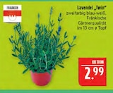 Lavendel 'Twin' im Angebot bei Marktkauf in Fürth Lavendel 'Twin' Angebote von Franken bei Marktkauf Fürth für 2,99 €