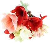 Amaryllis Premium Angebote bei REWE Wesel für 2,69 €