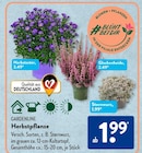 Herbstaster von Gardenline im aktuellen ALDI SÜD Prospekt für 1,99 €