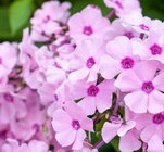 Aktuelles Flammenblume Angebot bei Pflanzen Kölle in Heilbronn ab 7,99 €