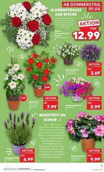 Lavendel im Kaufland Prospekt "Aktuelle Angebote" mit 58 Seiten (Essen)