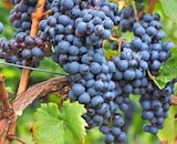 Weinpflanze Vitis Aurora Angebote bei Thomas Philipps Rostock für 3,33 €