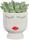Succulentes en pot magnet en promo chez Lidl Roubaix à 3,99 €