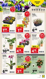 Prix et réduction Cyclamen dans le prospectus Lidl en cours Offre Cyclamen dans le catalogue Lidl du moment à la page 23