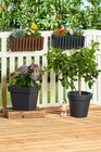 Aktuelle Blumentopf Angebote bei Penny in Heilbronn Aktuelles Blumenkasten oder Blumenkübel Lofty Angebot bei Penny in Heilbronn ab 4,99 €