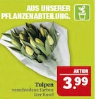 Aktuelles Tulpen Angebot bei Marktkauf in Erlangen ab 3,99 €