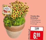 Stauden Mix Herbstfest im Angebot bei Marktkauf in Aschaffenburg Stauden Mix Herbstfest Angebote bei Marktkauf Aschaffenburg für 6,99 €