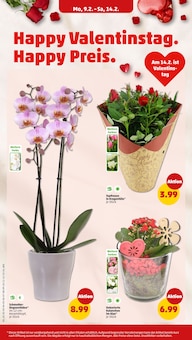Orchidee im Penny Prospekt "Wer günstig will, muss Penny." mit 38 Seiten (Hamburg)