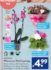Kalanchoe  im aktuellen ALDI SÜD Prospekt für 4,99 €