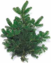 Handbund Nordmanntanne oder Nobilis* bei NETTO mit dem Scottie in Potsdam Handbund Nordmanntanne oder Nobilis* im Angebot bei NETTO mit dem Scottie Potsdam für 2,79 €