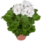 Geranien im aktuellen Prospekt bei Kaufland in Wannefeld