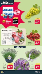 Kirschen Angebot im aktuellen Netto mit dem Scottie Prospekt auf Seite 2