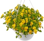 Aktuelles Hornveilchen Angebot bei Penny in Remscheid ab 4,99 €