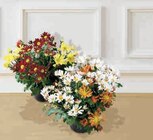 Chrysanthème Américain Unicolore/Multicolore - Hyper U à Saintes Chrysanthème Américain Unicolore/Multicolore en promo chez Hyper U Saintes à 9,99 €