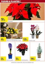 Offre Tulipes dans le catalogue Carrefour du moment à la page 79