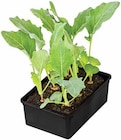 Bio Kohlrabi Angebote bei Dehner Garten-Center Neuss für 2,49 €