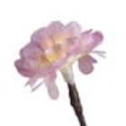 Aktuelle Kunstblumen Angebote bei Penny in Hildesheim Aktuelles LED-Leuchtzweig Angebot bei Penny in Hildesheim ab 7,99 €