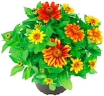 Penny Deisenhofen - Zinnie Angebot im Prospekt Zinnie bei Penny im Deisenhofen Prospekt für 1,99 €